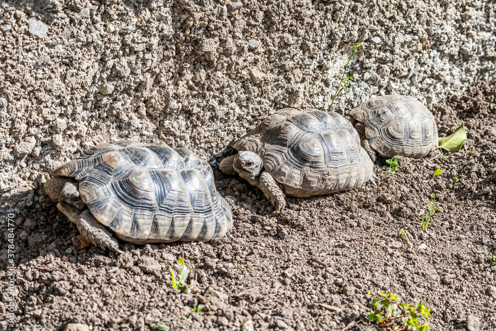 Obraz premium Turtle Testudo Marginata european landturtle family three turtles different size baby parents lined up closeup wildlife