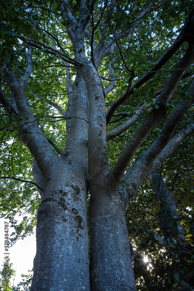 Fototapeta premium tall tree with two thick trunks intertwined with each other under the dense foliage in the park