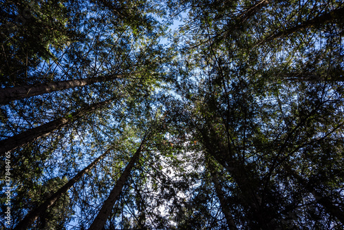 view inside forest surrounded by tall trees covered with green foliage  in the day © Yi