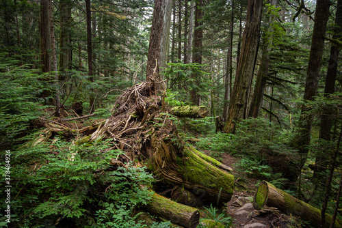 a huge tree trunk fall on the forest floor covered with green mosses with a narrow trail cut through in the centre
