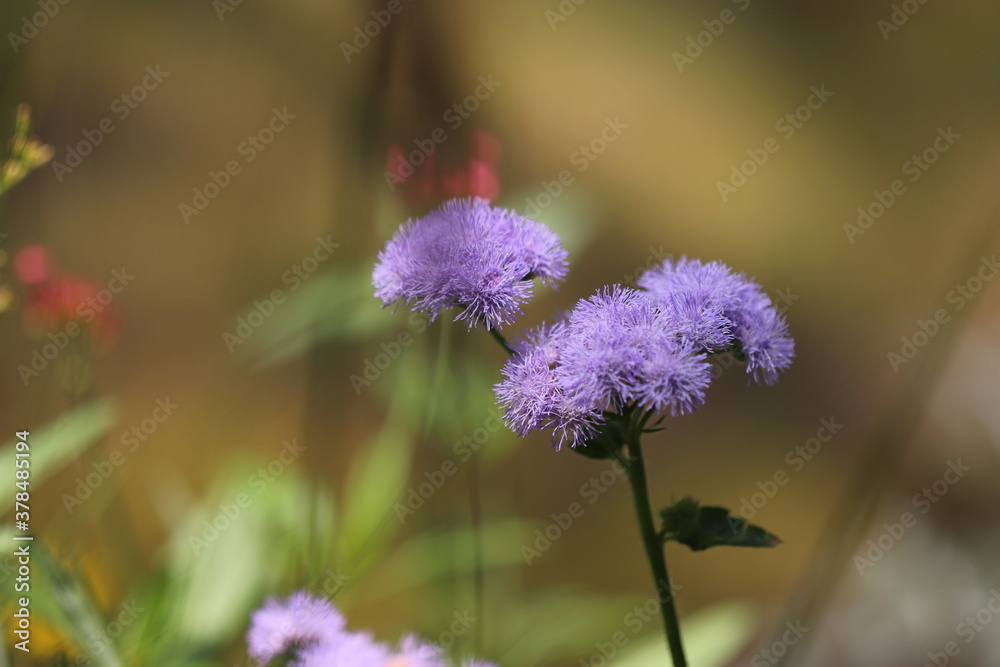 Fototapeta premium 淡い紫のふわふわのアゲラタムの花 Pale purple fluffy Bluemink flowers.