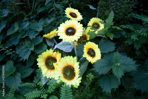 Sunflower (Helianthus) blooming flowers in sunlight.
