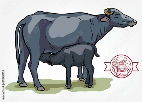 breeding cow. animal husbandry. livestock illustration on a white