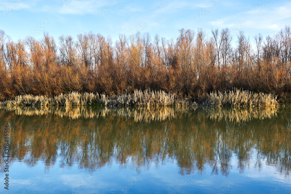 Autumn trees without leaves and yellow reeds on the river bank. Trees, reeds and a blue sky with clouds are reflected in the river