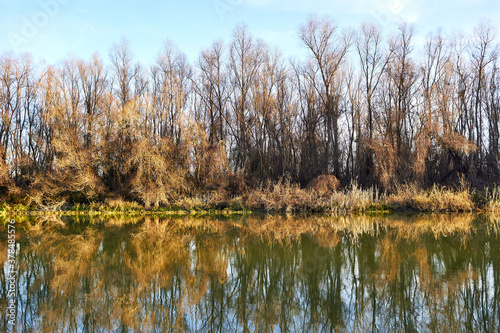 Autumn trees without leaves and yellow reeds on the river bank. Trees, reeds and a blue sky with clouds are reflected in the river