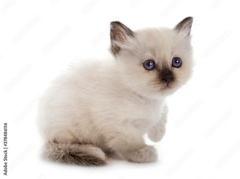 birman kitten in studio