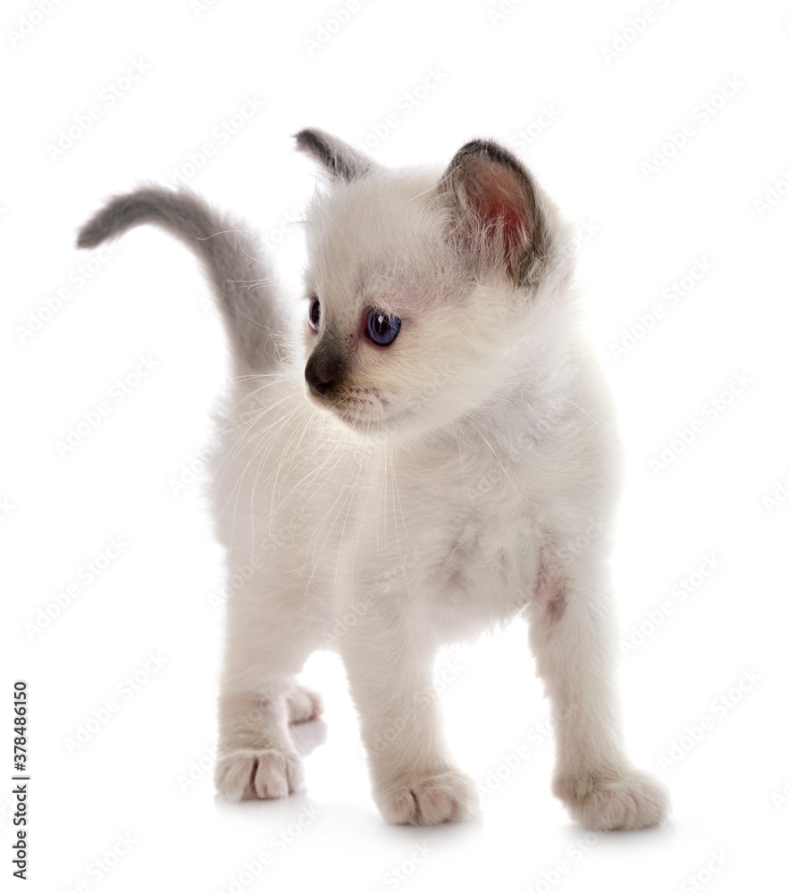 birman kitten in studio birman kitten in studio