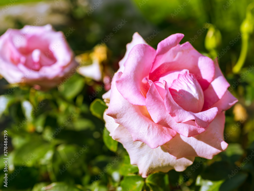 Flower of pink rose in the garden with blurred background close up Flower of pink rose in the garden with blurred background close up