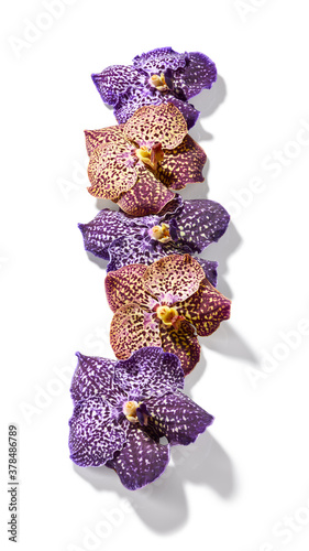 Vanda orchid flowers isolated on white background