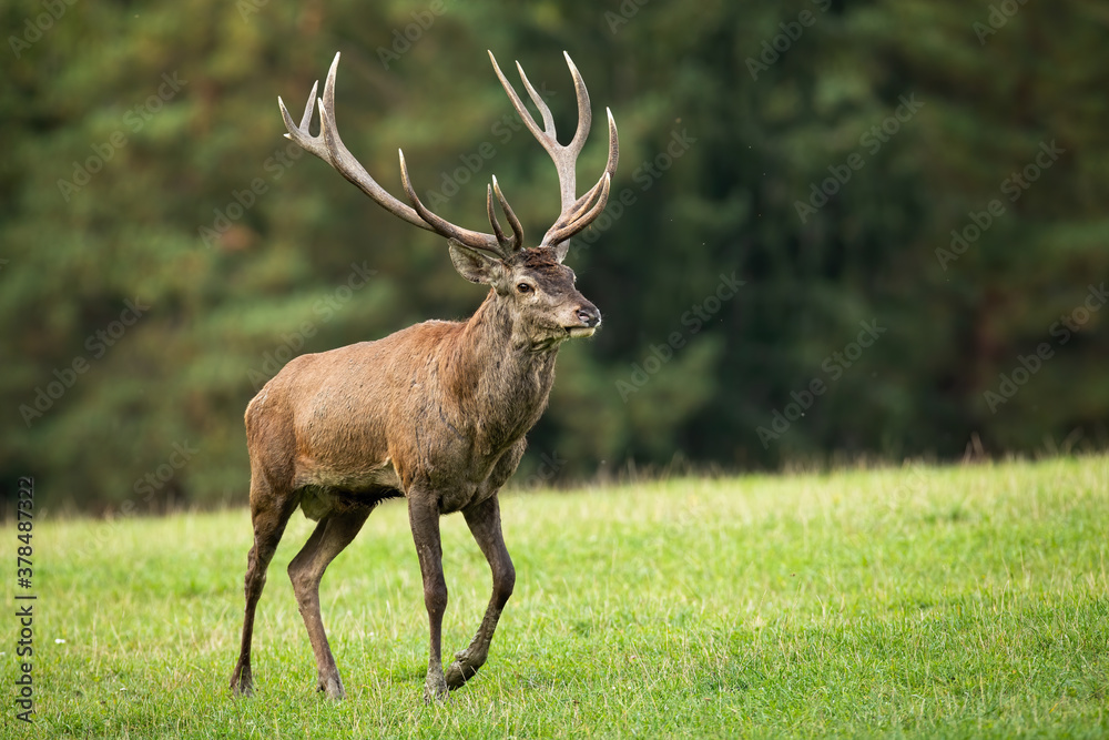 Adult red deer, cervus elaphus, walking on meadow in autumn nature with front leg bent in knee. Strong stag marching on green field in spring. Wild animal with massive antlers going on grassland. Adult red deer, cervus elaphus, walking on meadow in autumn nature with front leg bent in knee. Strong stag marching on green field in spring. Wild animal with massive antlers going on grassland.