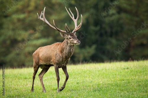 Adult red deer, cervus elaphus, walking on meadow in autumn nature with front leg bent in knee. Strong stag marching on green field in spring. Wild animal with massive antlers going on grassland.