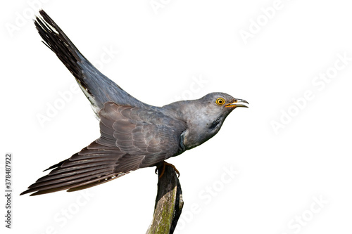 Common cuckoo, cuculus canorus, sitting on branch isolated on white background. Grey bird looking with open mouth cut out on blank. Exotic feathered animal staring on bough with copy space.