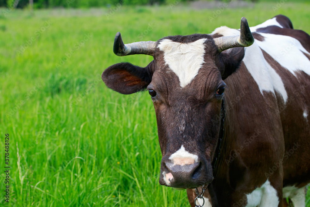 Cow in the meadow Cow in the meadow