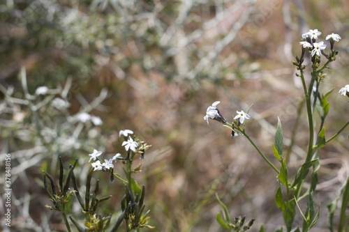 White blooming compound cyme inflorescences of Wooly Bluestar, Amsonia Tomentosa, Apocynaceae, native hermaphroditic subshrub, Joshua Tree National Park, Southern Mojave Desert, Springtime.