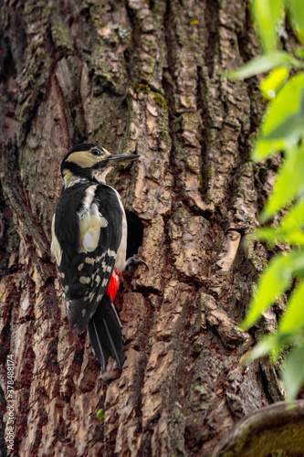 Woodpecker bird in the hollow feeds the chicks and cleans up after them. A tree in a forest with a hollow. photo