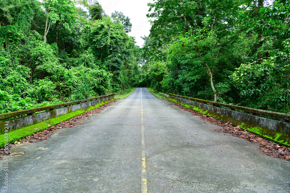 The cement bridge was covered with moss. It is a route in Khao Yai National Park.