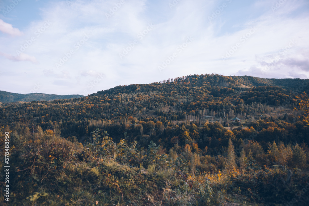 Naklejka premium autumn forest in mountains landscape view