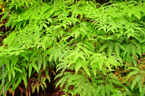 Green leaves growing on the side of the road in Khao Yai National Park