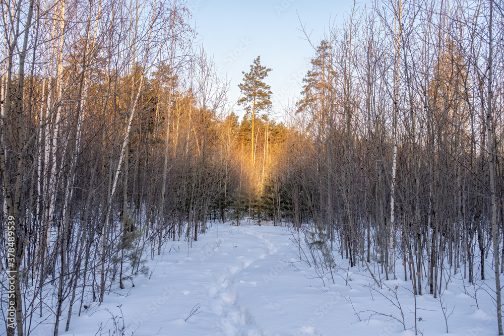 Young Pines and birches in the winter forest at sunrise Young Pines and birches in the winter forest at sunrise