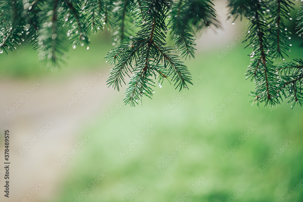 Close-up of a Christmas tree branch, on the branches there are drops of morning dew or raindrops, season Close-up of a Christmas tree branch, on the branches there are drops of morning dew or raindrops, season