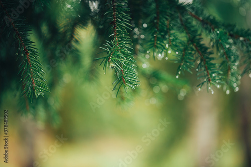 Close-up of a Christmas tree branch  on the branches there are drops of morning dew or raindrops  season