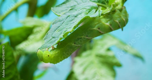 A caterpillar eating a tomato plant photo