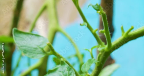 A caterpillar in a tomato plant photo