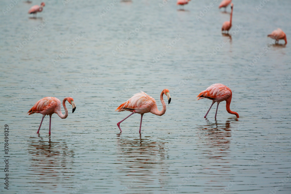 Flamingo in Mexico
