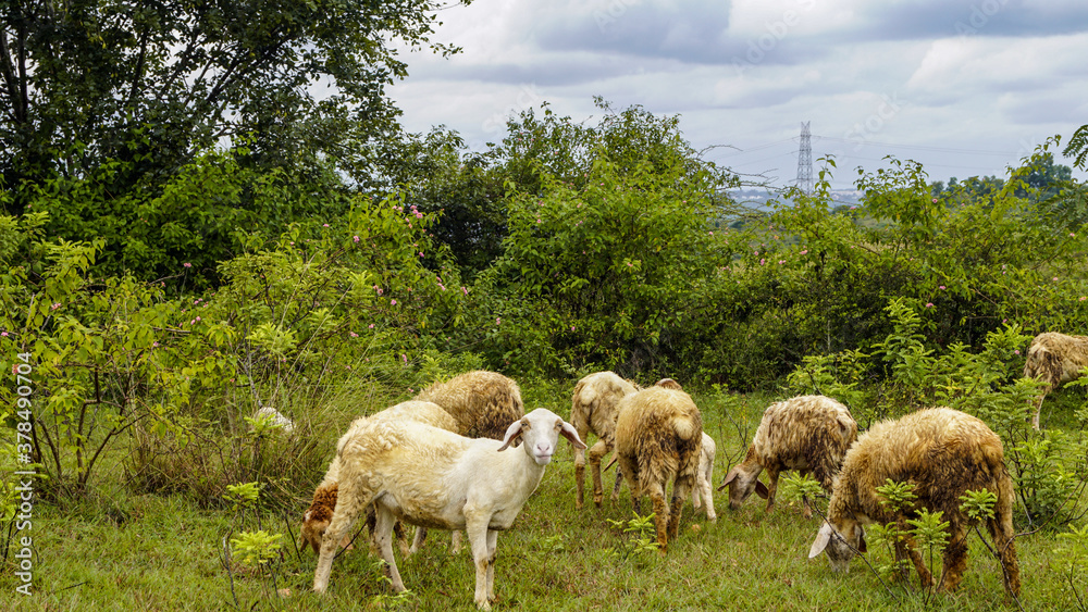 sheep in the field