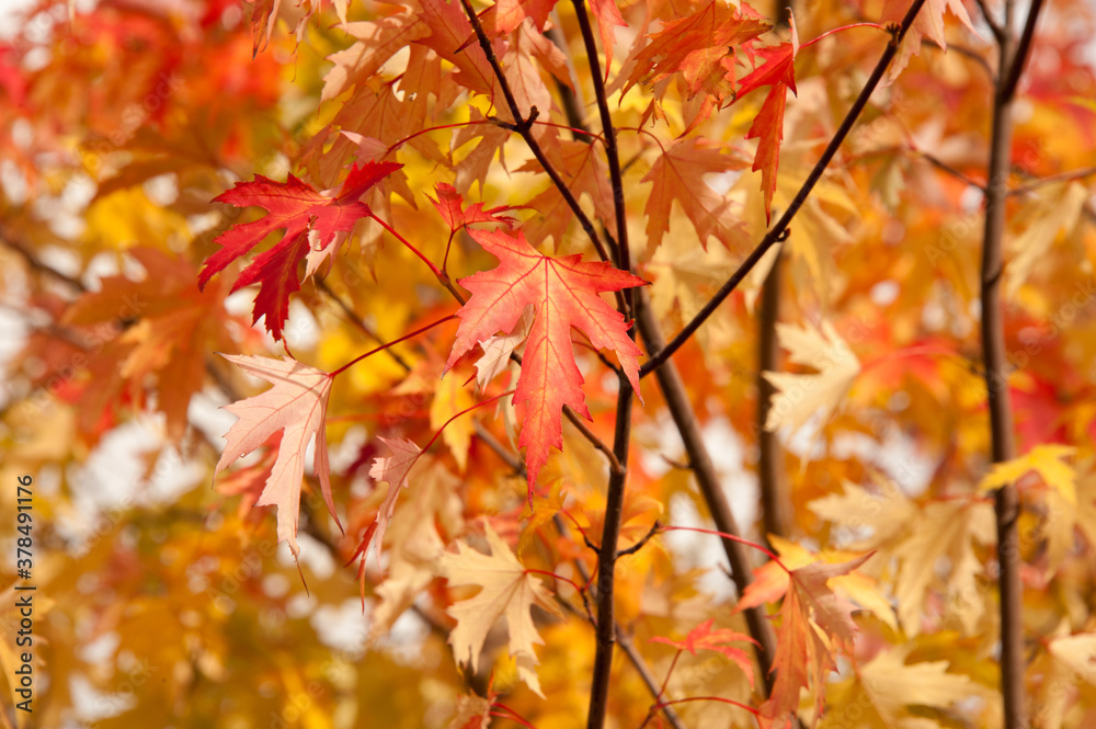 Season of beautiful autumn eallow and red maple leaves hanging on the tree during sunny day. Concepts: seasonal, nature, outdoor Season of beautiful autumn eallow and red maple leaves hanging on the tree during sunny day. Concepts: seasonal, nature, outdoor