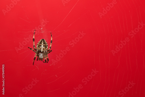 Araneus Diadematus, pająk krzyżak na czerwonym tle.