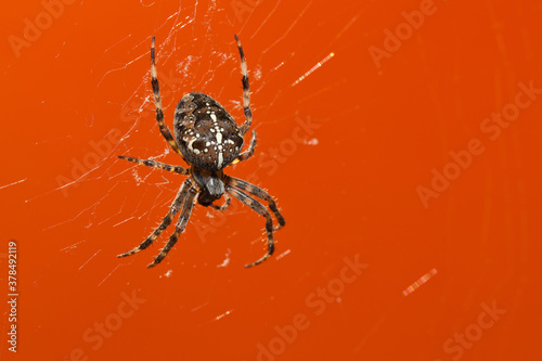 Araneus Diadematus, pająk krzyżak na pomarańczowym tle. #378492119