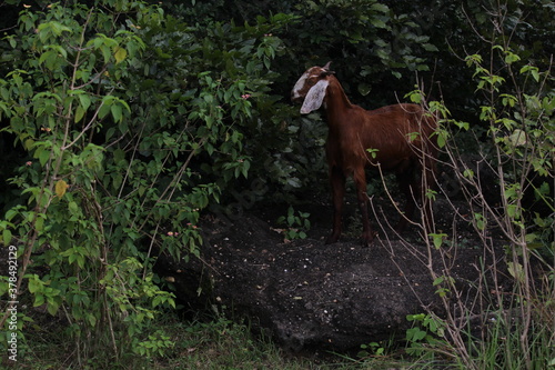 A goat standing on the rock in the forest