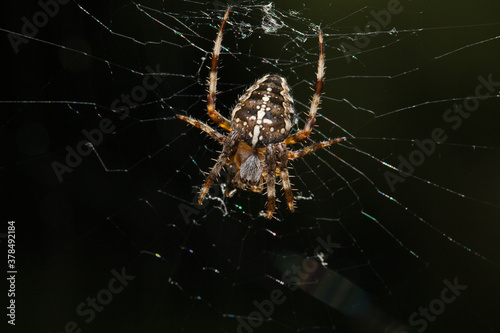 Araneus Diadematus, pająk krzyżak.