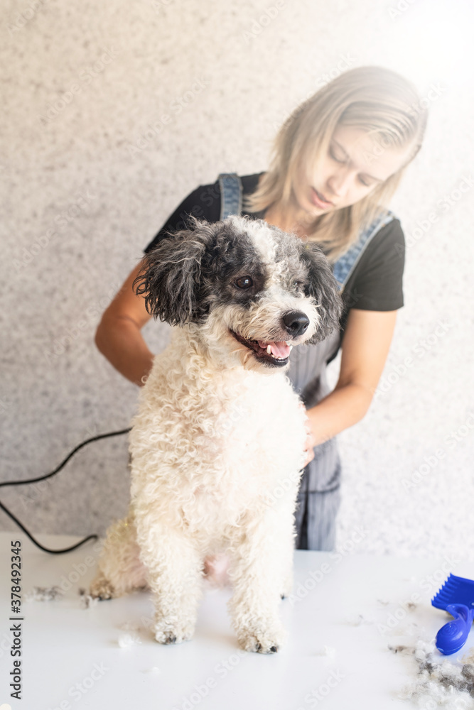Blond woman grooming a dog at home Blond woman grooming a dog at home
