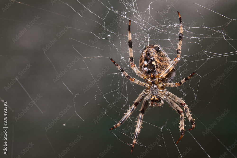 Araneus Diadematus, pająk krzyżak. - obrazy, fototapety, plakaty 