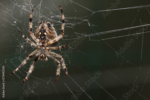 Araneus Diadematus, pająk krzyżak. © AP-STUDIO