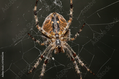 Araneus Diadematus, pająk krzyżak, makro.