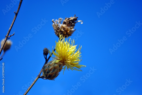 Centaurea jacea (brown knapweed or brownray knapweed) yellow flower on stem, blue sky background, side view photo