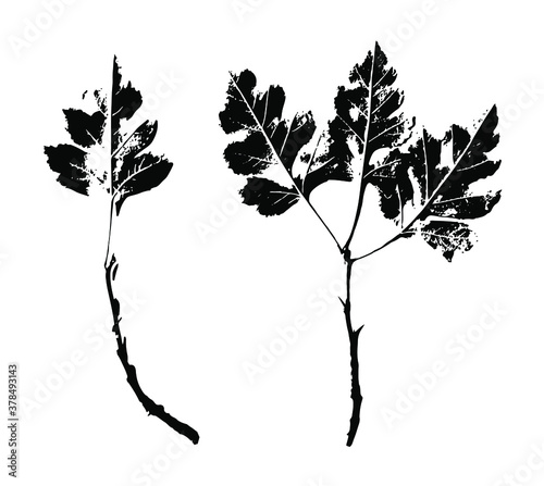 Imprint of a natural branch with leaves. Silhouette of a bush branch. Botanical vector illustration. Suitable for design, prints, postcards.
