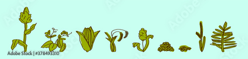Great millet (Sorghum bicolor), or durra, jowari, milo, cereal crop. botanical vector illustration