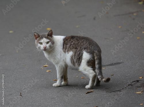 Grey and white cat on the pavement © Станислав Вершинин