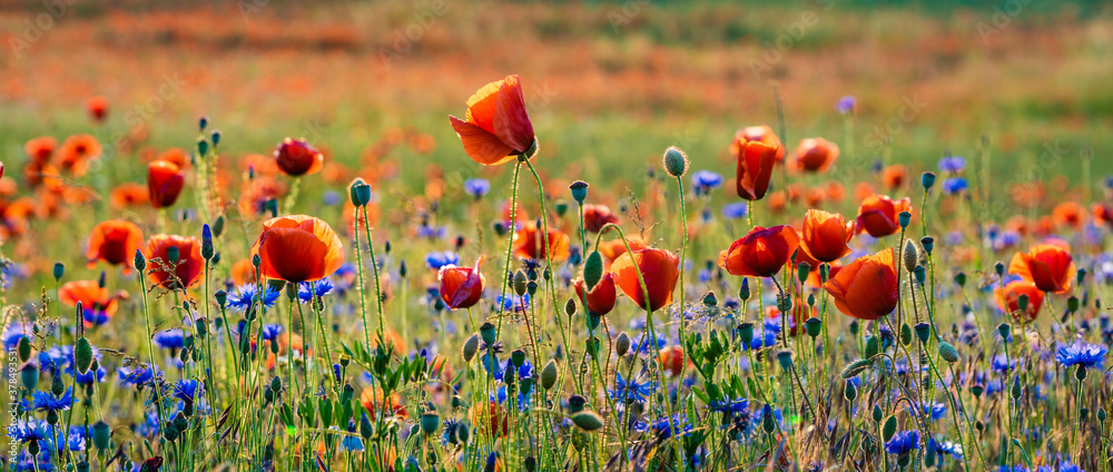 blooming wild flowers and herbs in a meadow in the light of the setting sun - obrazy, fototapety, plakaty 