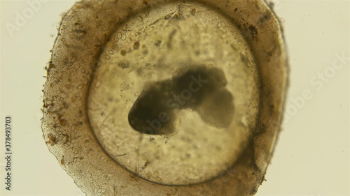 Movement of an embryo in the egg casule of the snail Gastropoda under a microscope, of the family Baicaliidae, a sample found on Lake Baikal. Shirokaya Alena helped to identify photo