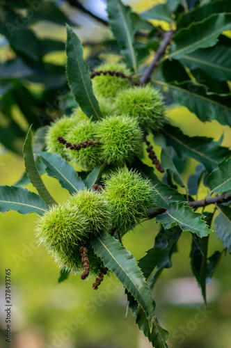 Castanea sativa ripening fruits in spiny cupules, edible hidden seed nuts hanging on tree branches