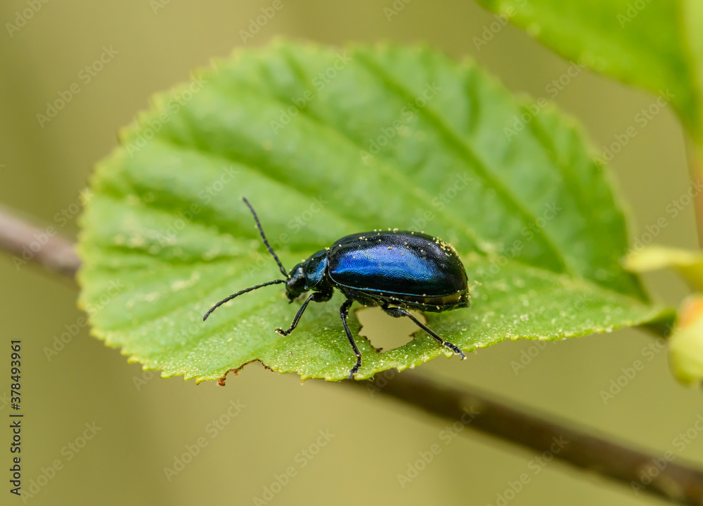 alder leaf beetle (Agelastica alni) on leaf alder leaf beetle (Agelastica alni) on leaf