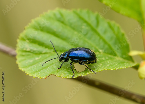 alder leaf beetle (Agelastica alni) on leaf © Petr