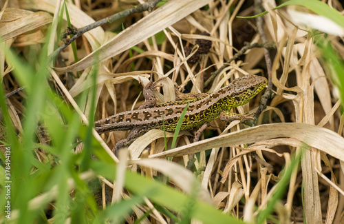 common sand lizard (Lacerta agilis) crawling in dry vegetation © Petr
