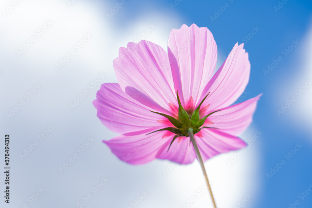 Beautiful pink garden cosmos with blue sky background, copy space Beautiful pink garden cosmos with blue sky background, copy space