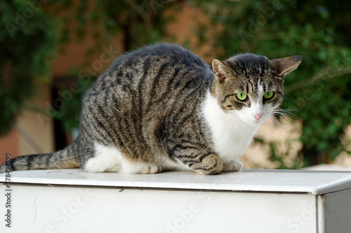 Fototapeta Naklejka Na Ścianę i Meble -          A gray striped cat with white breasts sits on a box and rests.